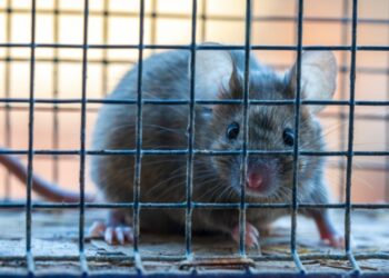 “1984” та “Колгосп тварин” в одному: вчені читають думки мишей за виразом обличчя