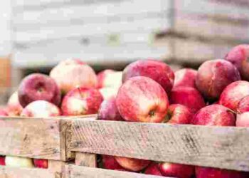 Оберіть найкращий час: як збирати яблука, щоб вони зберігалися до весни