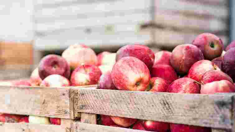Оберіть найкращий час: як збирати яблука, щоб вони зберігалися до весни