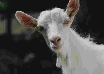 Чим годувати дійну козу в холодну пору року: поради для власників