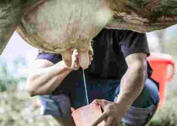 Ви можете їй допомогти: що робити, якщо корова брикається під час доїння