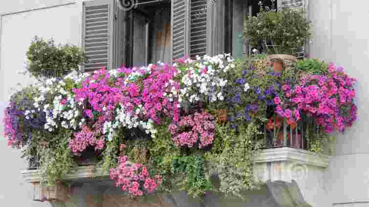 Вони не витримають холоду: які рослини варто терміново забрати з балкона