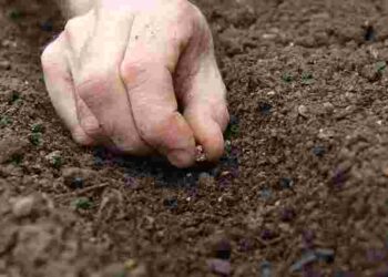 Не проґавте шанс на ранній урожай: що і як можна садити під зиму