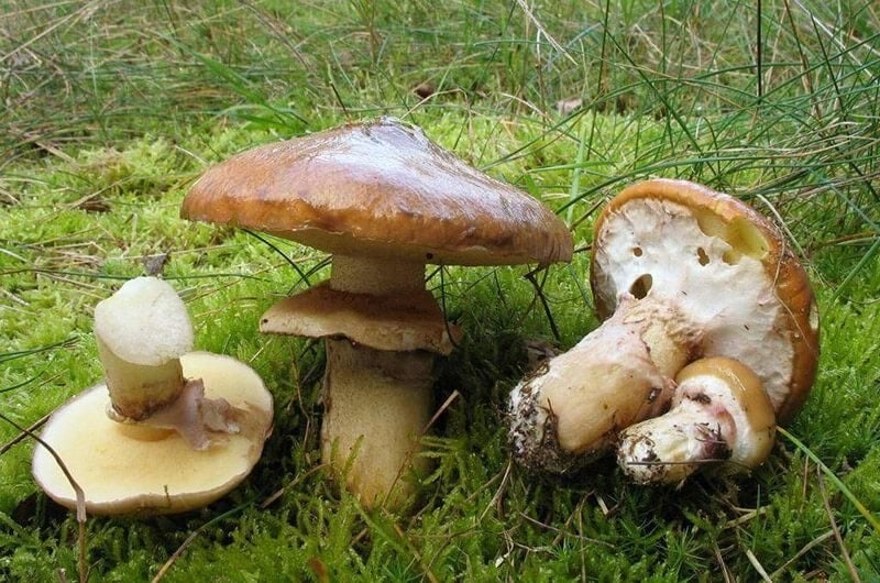 Не пропустіть сезон: які гриби можна збирати у жовтні