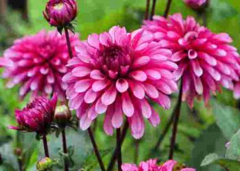 Цвітуть до морозів і затьмарюють троянди: як виростити королеву осіннього саду