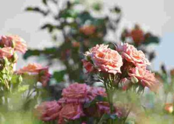 Троянди у жовтні потребують особливої уваги: як їх уберегти від чорної плямистості