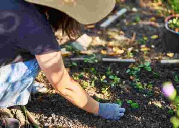 Не поспішайте сапати і знищувати: які бурʼяни допоможуть вашому саду процвітати