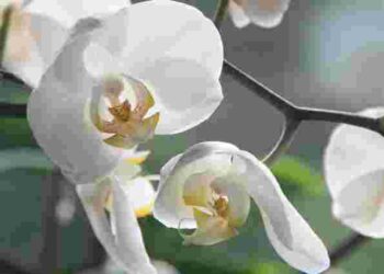 Убʼєте орхідею за лічені дні: 6 помилок в догляді, які робив кожен