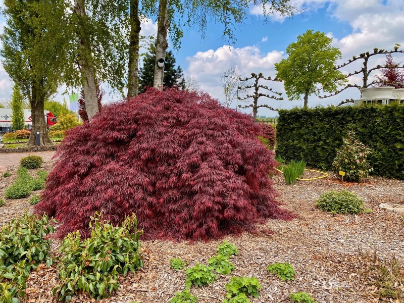 Які дерева та кущі посадити в саду, щоб восени було кольорово