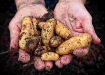 Яку картоплю посадити в наступному році: 10 найкращих сортів 2025 року