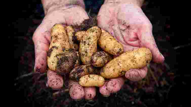 Яку картоплю посадити в наступному році: 10 найкращих сортів 2025 року