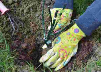 Ефект просто вражає: що варто насипати в лунку при посадці троянд восени