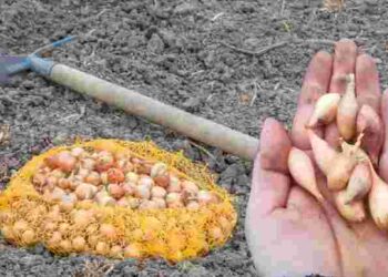 Бюджетне добриво, яке спрацює на всі сто: чим підживити озиму цибулю