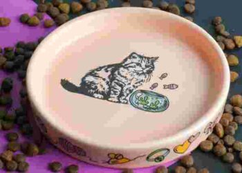 Це обовʼязково: як часто слід мити миски для їжі домашніх улюбленців