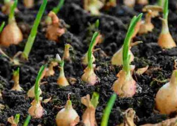 Стабільно високий урожай: 5 найкращих сортів озимої цибулі для посадки у 2025 році