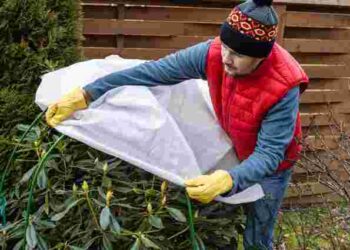 Не забудьте підготувати сад до заморозків: 7 обовʼязкових справ