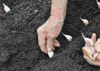 Озимий часник весною не зійде: цих помилок не можна допускати при посадці восени