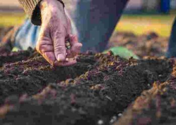 Коли сіяти моркву на зиму у 2025 році: сприятливі дні і найкращі сорти