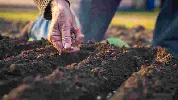 Коли сіяти моркву на зиму у 2025 році: сприятливі дні і найкращі сорти