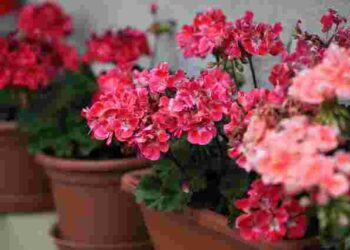 Герань віддячить вам пишним цвітінням: як приготувати ефективне солодке добриво