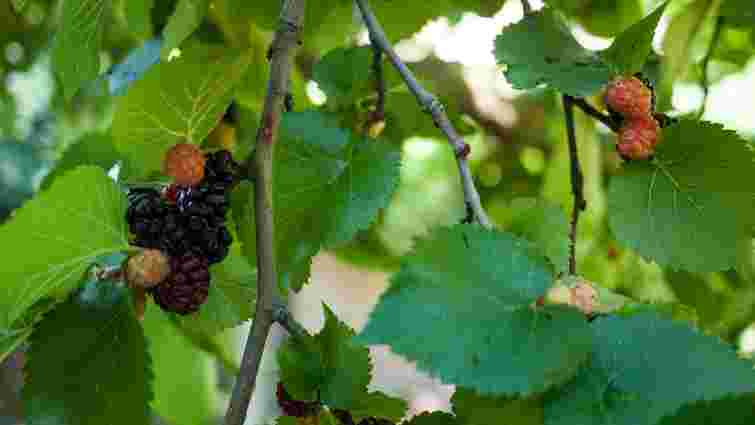 Вони занапастять вам увесь сад і подвірʼя: які дерева краще не садити ніколи