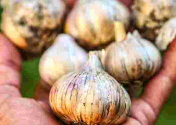 Збільшити врожай часнику без хімії можливо: приготуйте це натуральне добриво власноруч