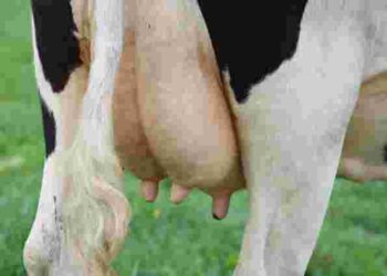У корови опухло вим’я після отелення: що ви зробили не так і як врятувати ситуацію