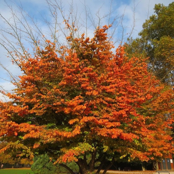 Які дерева та кущі посадити в саду, щоб восени було кольорово
