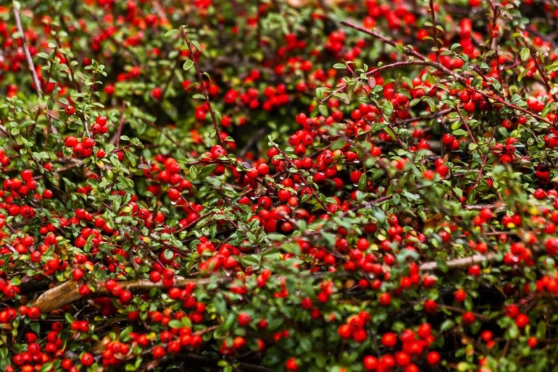 Які дерева та кущі посадити в саду, щоб восени було кольорово