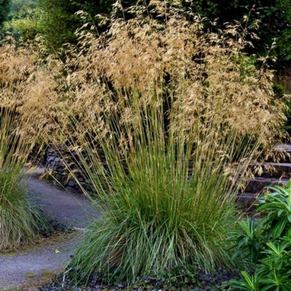 Які дерева та кущі посадити в саду, щоб восени було кольорово