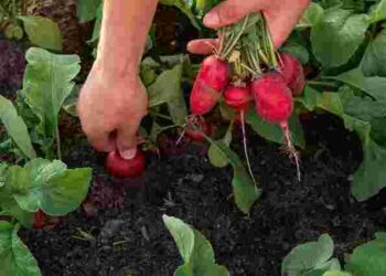 Ще один урожай перед початком зими: коли сіяти редиску у жовтні 2025 року
