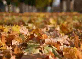Отримаєте проблеми на увесь рік: що треба обовʼязково прибрати з городу і саду восени