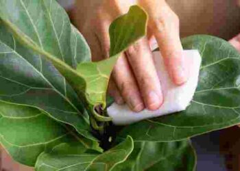 Цей розчин справді працює: як позбутися пилу на кімнатних рослинах надовго