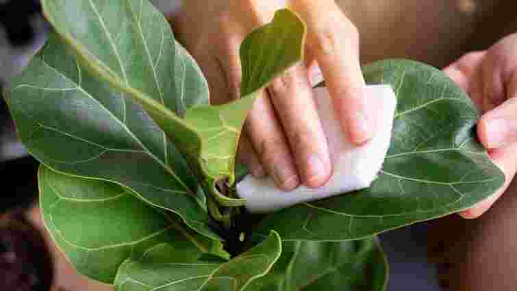 Цей розчин справді працює: як позбутися пилу на кімнатних рослинах надовго