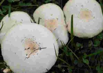 Білі гриби на газоні: коли це норма, а коли варто бити на сполох