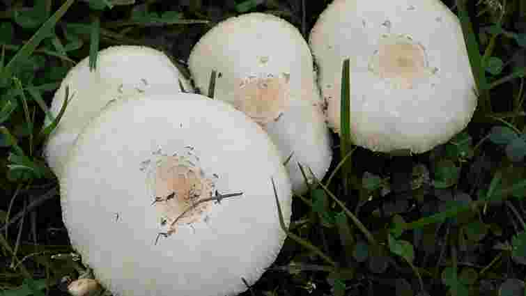 Білі гриби на газоні: коли це норма, а коли варто бити на сполох