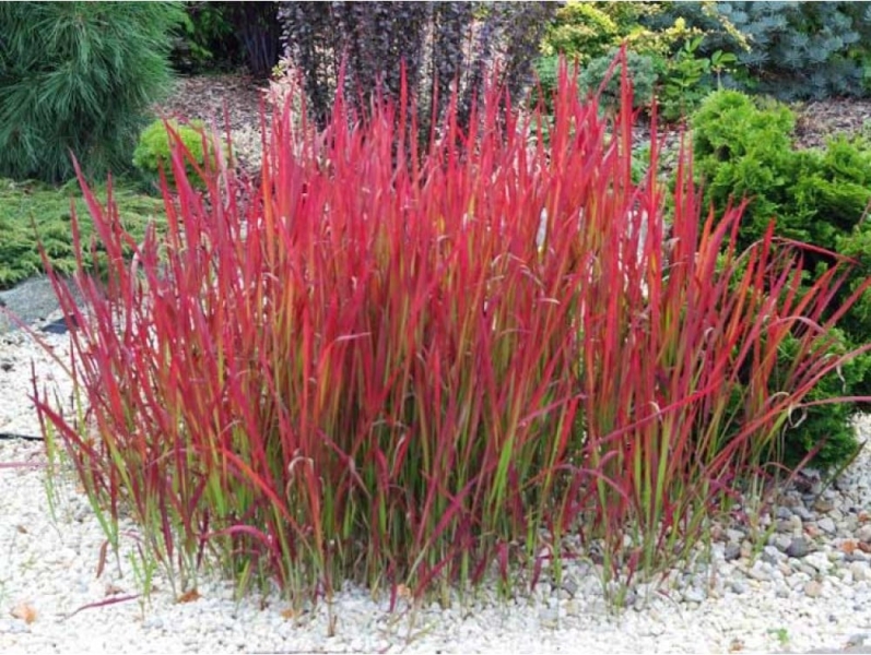 Які дерева та кущі посадити в саду, щоб восени було кольорово