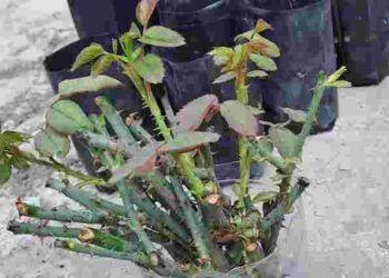 Вам потрібні ці три підживлення: живці плетистої троянди гарантовано укореняться