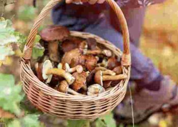Не пропустіть сезон: які гриби можна збирати у жовтні