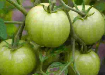 Не кладіть зелені помідори на підвіконня: як змусити їх дозріти швидше