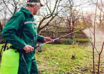Важливо не переборщити: як і коли треба обприскувати дерева залізним купоросом