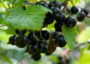 Смородина даватиме на 40% більше ягід: що треба зробити з кущами восени