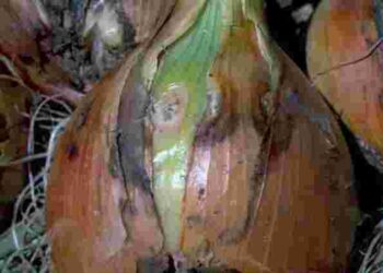 Захистіть город вже восени: як боротися з цибулевою мухою натуральними засобами