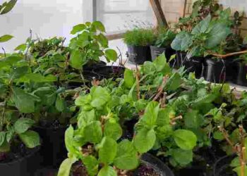 Не всі квіти виживуть: 6 рослин, які варто занести в дім на зиму