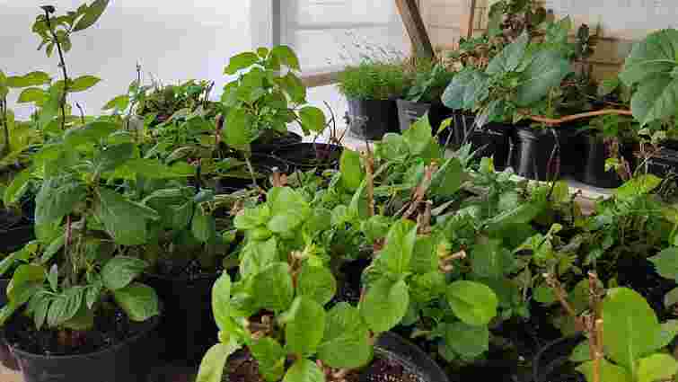 Не всі квіти виживуть: 6 рослин, які варто занести в дім на зиму