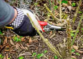 Навесні не зацвітуть взагалі: які чотири рослини не можна обрізати восени в жодному разі