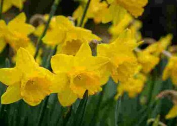 Можна не викопувати: як захистити нарциси взимку від морозів