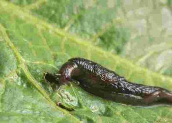 Осінні слимаки атакують: як захистити троянди без хімікатів