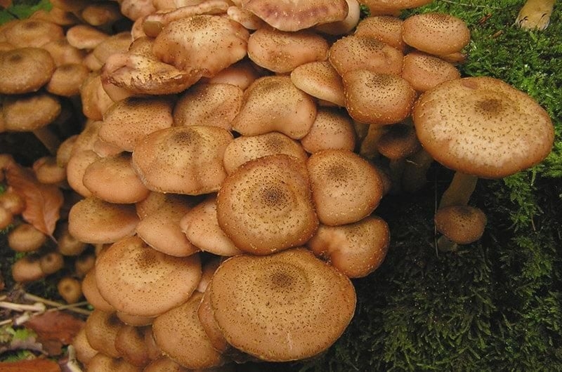 Не пропустіть сезон: які гриби можна збирати у жовтні