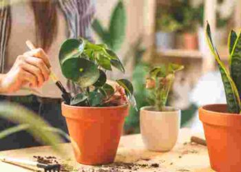 Стрес від холоду вбиває кімнатні рослини: як їх захистити при похолоданні